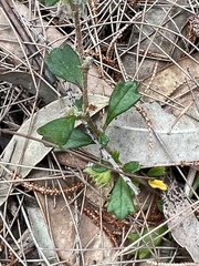 Xanthosia tridentata