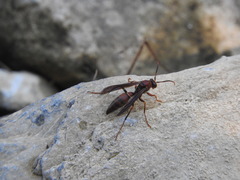 Polistes veracrucis