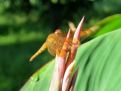 Neurothemis fulvia