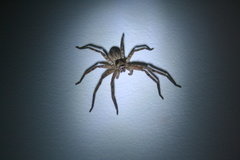 Heteropoda venatoria