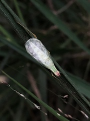 Oecanthus varicornis