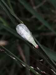 Oecanthus varicornis