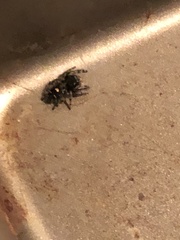 Phidippus audax