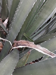Anolis carolinensis