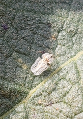 Corythucha confraterna