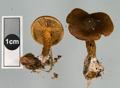 Pholiota multicingulata