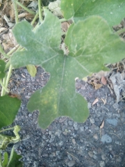 Cucurbita argyrosperma