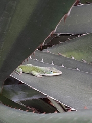 Anolis carolinensis