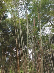Guadua angustifolia