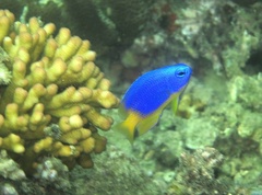 Pomacentrus caeruleus