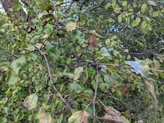 Rhamnus cathartica