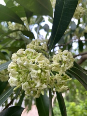 Alstonia