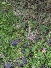 Daucus carota