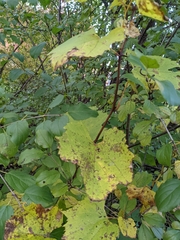 Vitis riparia