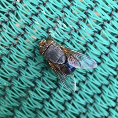 Calliphora dubia