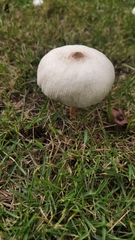 Leucoagaricus lacrymans