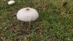 Leucoagaricus lacrymans