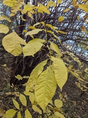 Fraxinus