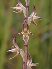 Prasophyllum parviflorum
