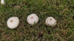 Leucoagaricus lacrymans