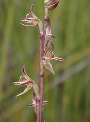 Prasophyllum parviflorum