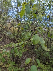Rhamnus cathartica