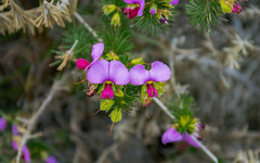 Gompholobium scabrum