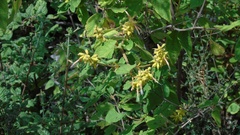Salvia lasiantha