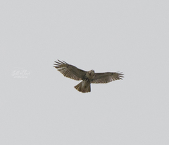 Buteo jamaicensis