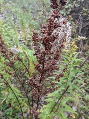 Rumex crispus