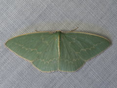 Chlorocoma melocrossa