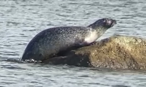 Atlantic Harbor Seal photographed in New York