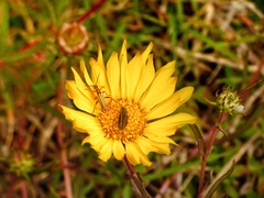 Grindelia scorzonerifolia