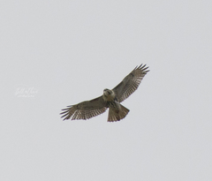 Buteo jamaicensis