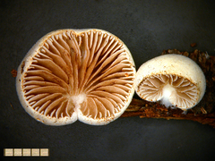 Crepidotus novae-zelandiae