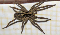 Schizocosa malitiosa