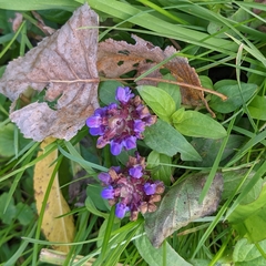 Prunella vulgaris