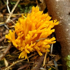 Ramaria aurantiisiccescens