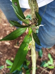 Leochilus oncidioides