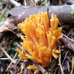 Ramaria aurantiisiccescens
