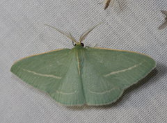Chlorocoma stereota