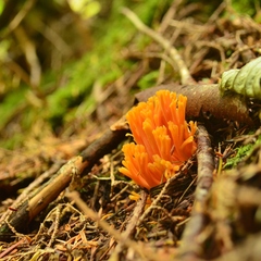 Ramaria aurantiisiccescens