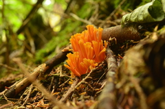 Ramaria aurantiisiccescens