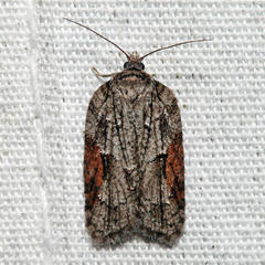 Acleris ptychogrammos