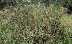 Cyperus giganteus