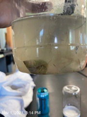 Clibanarius vittatus