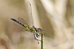 Celithemis ornata