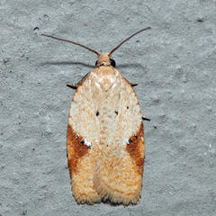 Acleris comandrana