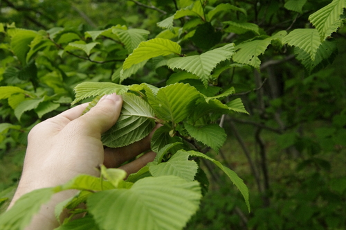 Image of Corylus sieboldiana by (c) Eric Knight, some rights reserved (CC BY)