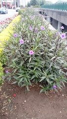 Ruellia simplex